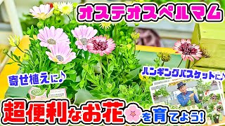 【寄せ植え】【ハンギングバスケット】大活躍の長～く楽しめるお花🌸オステオスペルマムを育てよう☆【教えて服部さ～ん】