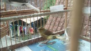 Akhirnya Bisa Cetak Kenari Warna Panda Jambul