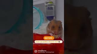 Happy Pets, Happy Pawrents | Whiskers N Paws