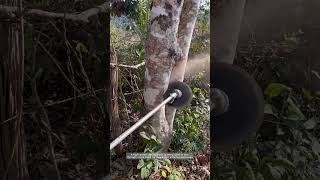 Precision Power Cutting Down A Tree With A Rotary Saw