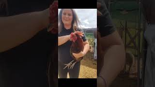 How to get an aggressive rooster to stop attacking you and respect u more
