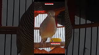 Suara kutut PIKAT handal - perkutut plok4417