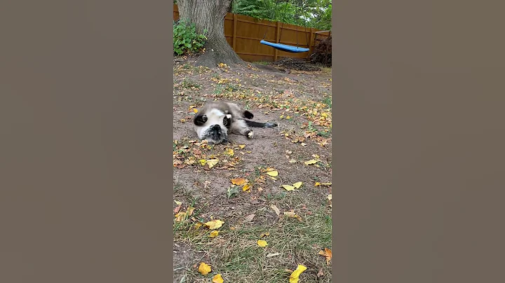 Video 10836501: siamese kitty cat, little siamese cat, kitty fun