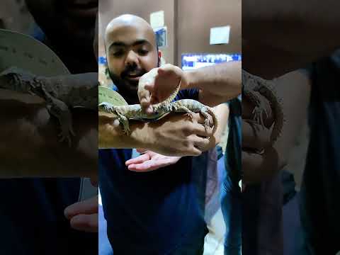 دخل عليا في المحل بسحلية فاكرني هخاف شوف أنا عملت إيه