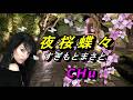 夜桜蝶々  / すぎもとまさと ★  CHu