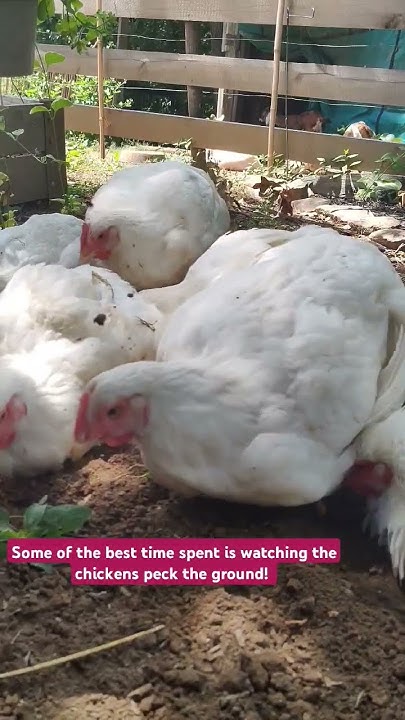 watching-the-chickens-peck-the-ground-youtube