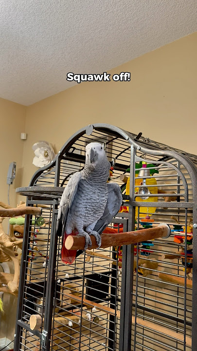 Gizmo tells Bird to Squawk off!! 😅 #funnyparrot #bird #talkingparrot #parrot