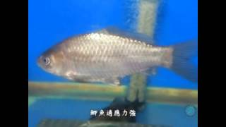 鯽魚 