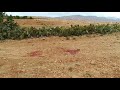 فيديو من مكان القضاء على العناصر الارهابية في القصرين