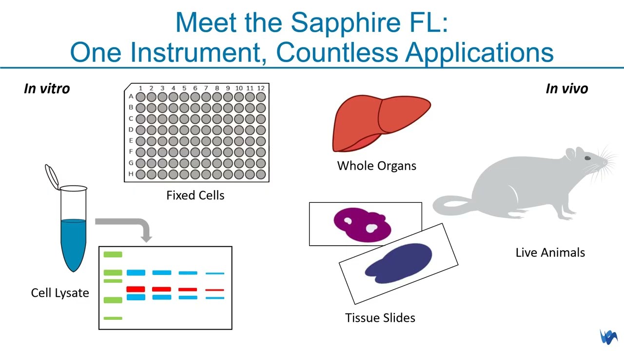 Sapphire™ FL: Supporting In Vitro to In Vivo Research | Azure Biosystems