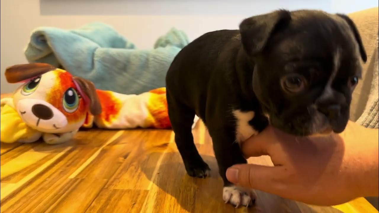 Female French bulldog ( Socks ) puppy not interested in a photoshoot Day 40 YouTube