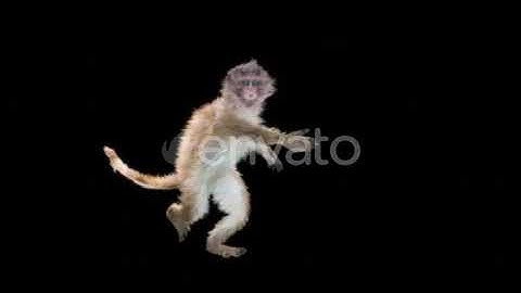 Monkey Dance HD | Motion Graphics - Envato elements