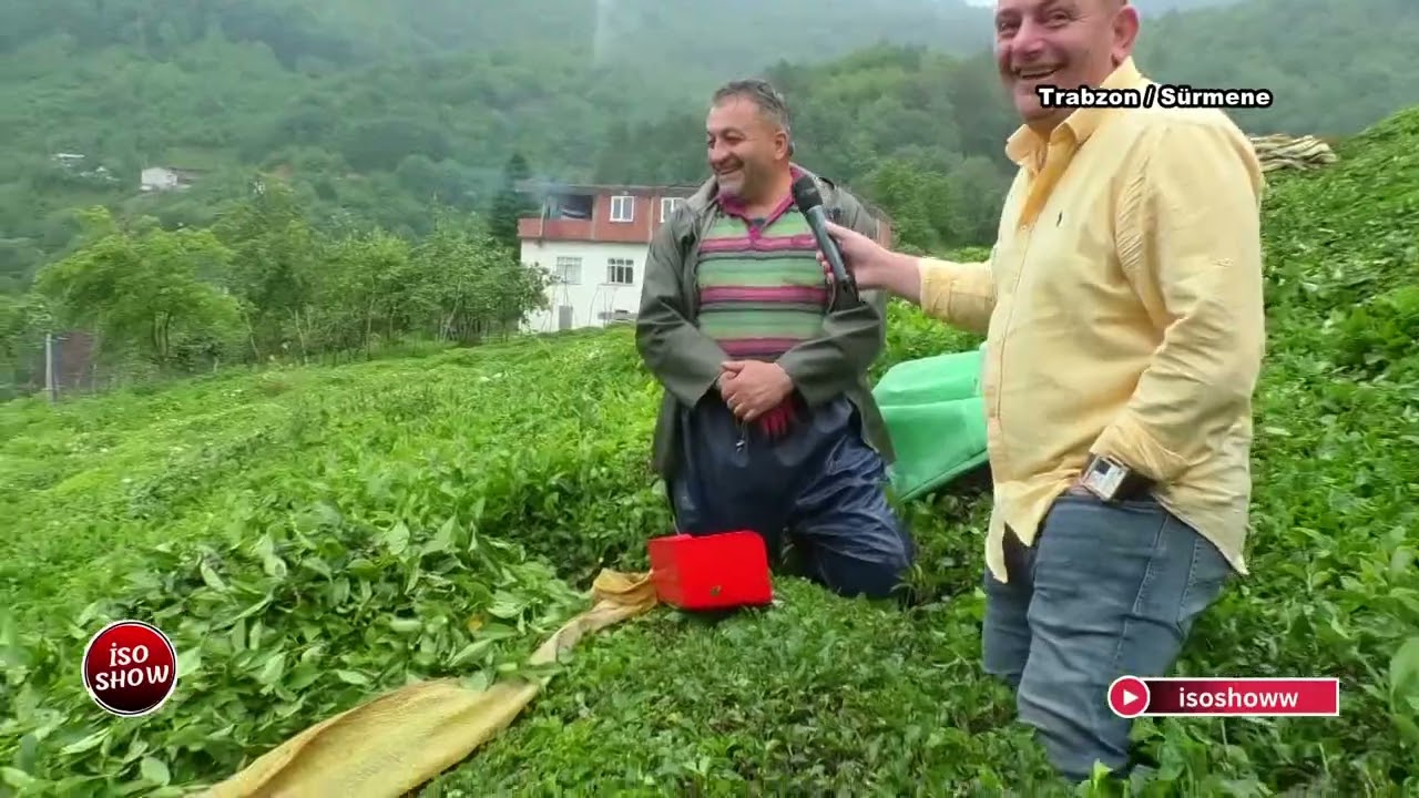 23 06 25 Karadeniz çaylıklar da  çay nasıl toplanıyor İSO Show sunumuyla