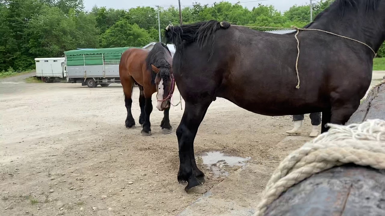 馬 の 交尾 仕組み