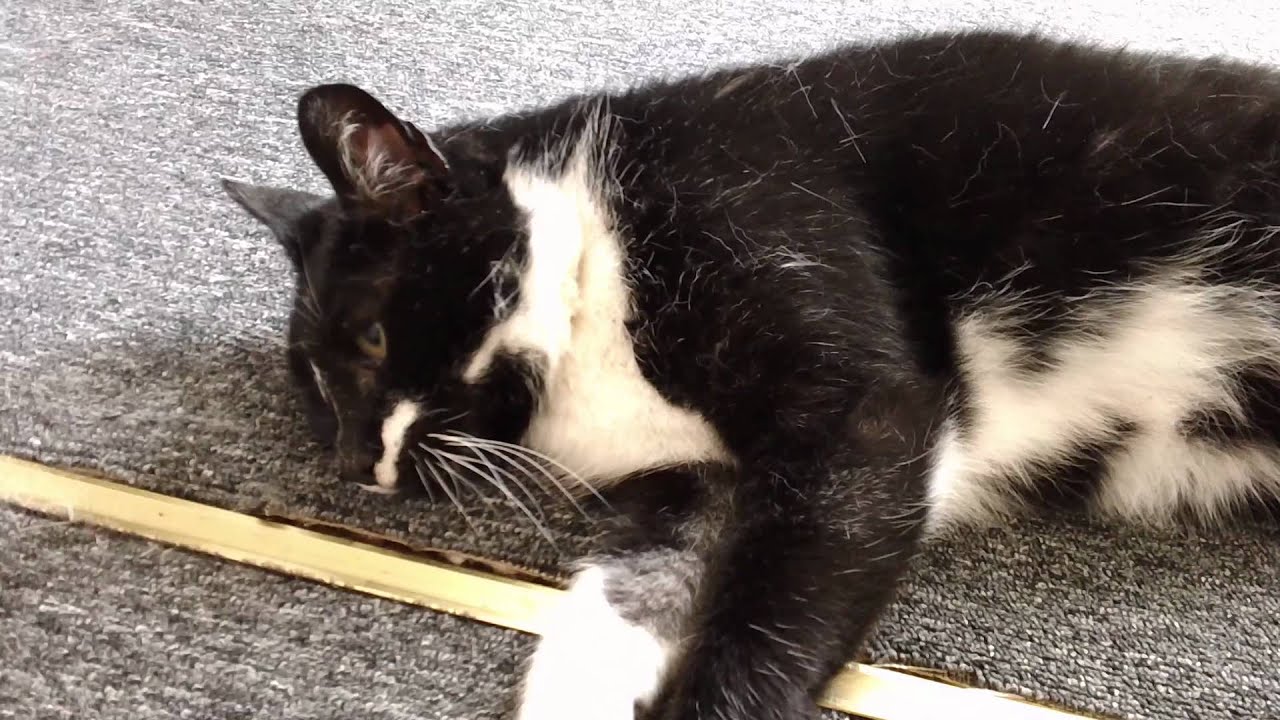 CAT AFTER A FIGHT YouTube