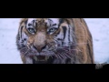 The tigers vfx reel 4th creative party