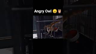 Angry Owl