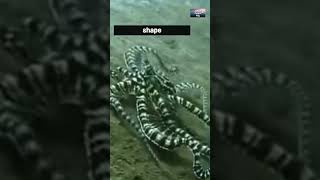 Mimic Octopus: Master of Disguise in the Ocean Depths #shorts #mimicoctopus #animals