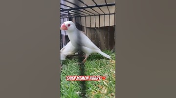 Java breeding progress #javabirds #shorts