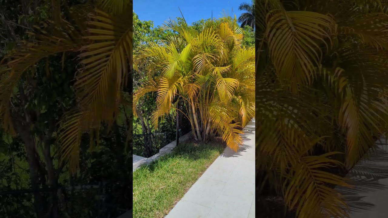 Luxury Meets Paradise in This Delray Beach Masterpiece