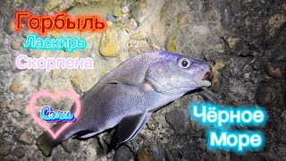 Донная рыба Черного моря. Рыбалка с буны в Сочи #fishing #рыбалка #sochi #рыба #сочи #море #fish