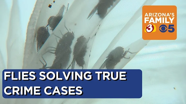 ASU professors using flies to solve true crime cases