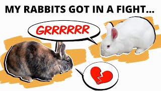 3 Steps to Take When Rabbits Fight