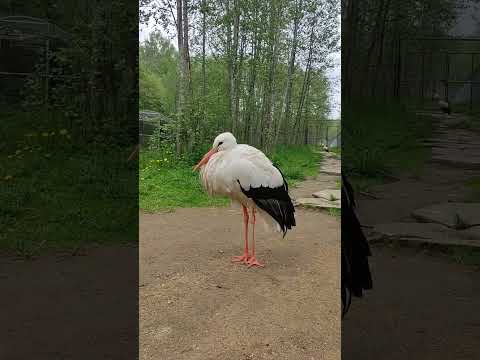 Аист в Подмосковном сафари-парке #аист #аисты #storks #stork #птицы #birds #звукиптиц #funnyanimals