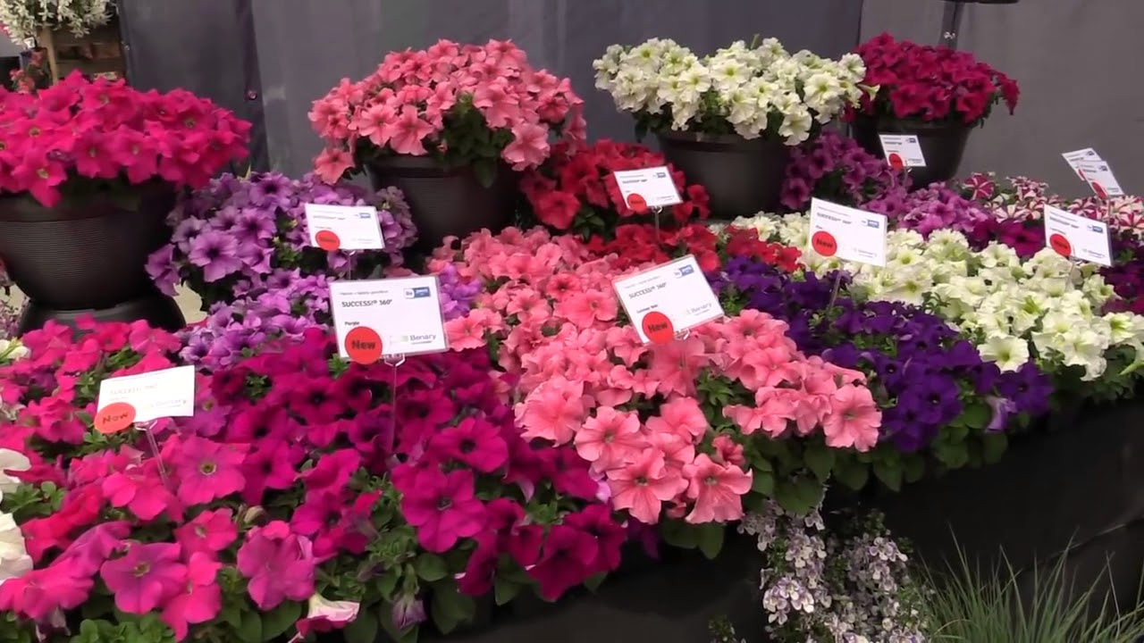 Spring Trials 2018 at Benary