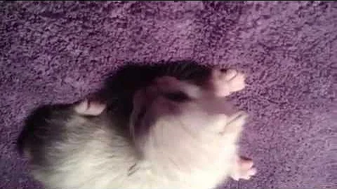 Watch the video about Bella's pure snow bengal at 2weeks