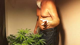 Cannabis at the Hog Farm