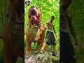 Pitbull_edit_tutorial_capcut📈_🔥😈 #pitbull #shorts #dog #doglover