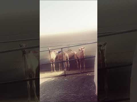 تصميم هجن مسفر السندوانه الهجن شيلات اكسبلور 