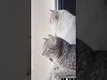 القطط عالم جميل اكسبلور Cat قطط Catlover سحابه Fouryou 