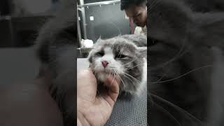 Lucu banget kucing nya