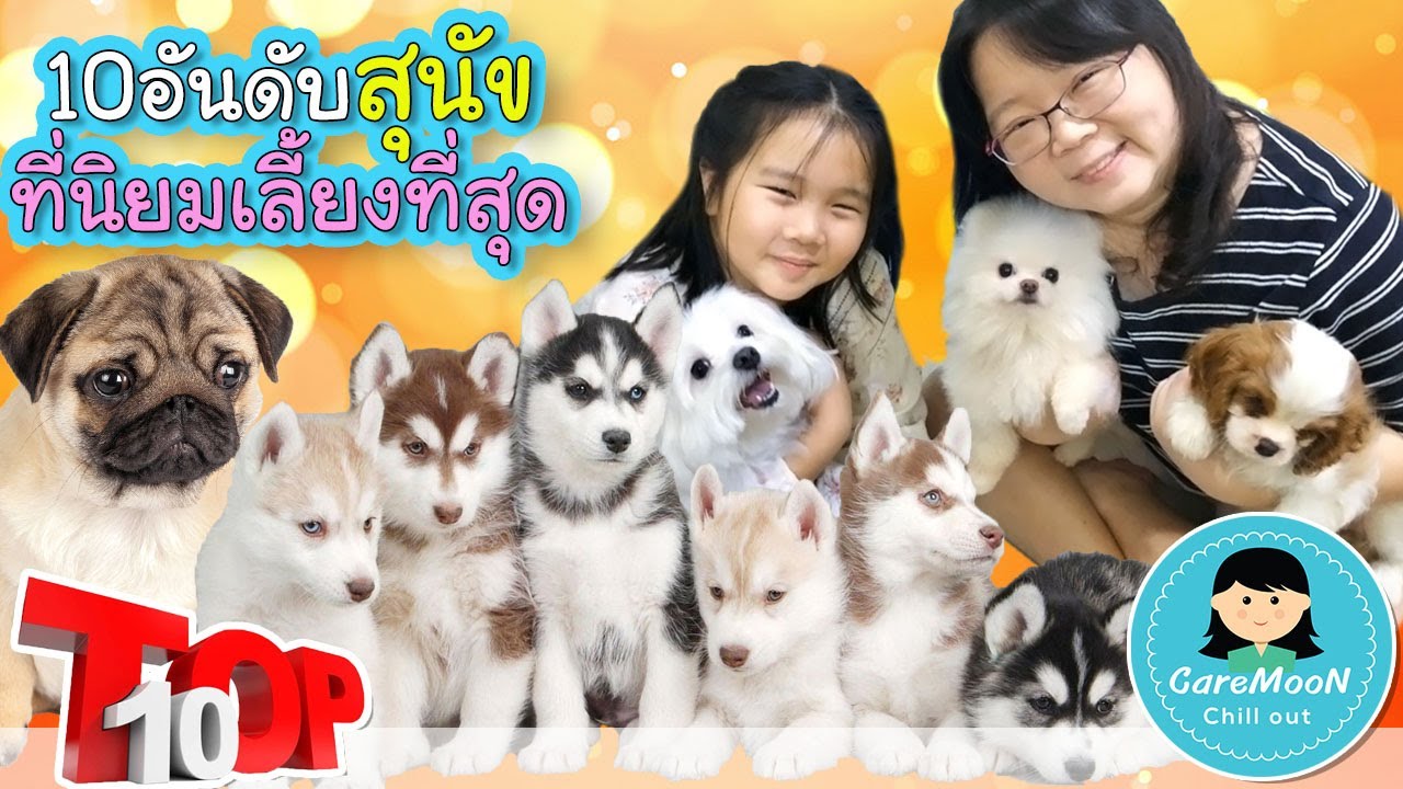 10 อันดับสุนัขที่คนไทยนิยมเลี้ยง