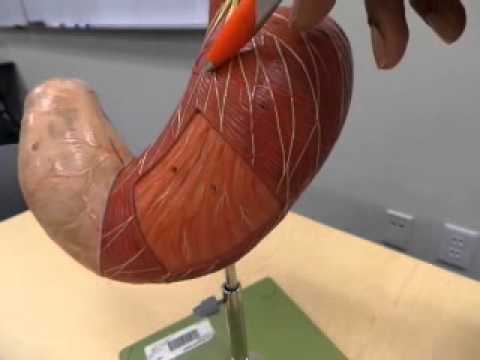 Anatomy & Physiology: Stomach Model Walkthrough - YouTube