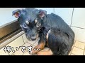 【心を開く保護犬】野犬の子犬5ヶ月の成長記録