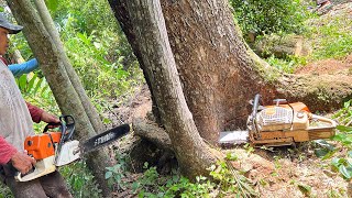 Almost Destroyed... Stihl ms 881 !! Cut down 2 trembesi trees.