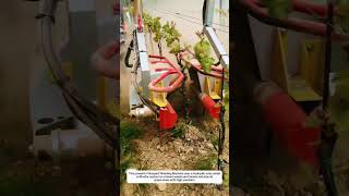 Vineyard Weeding Machine Removes Grass Fast with Hydraulic Auto-Avoid Cultivator System