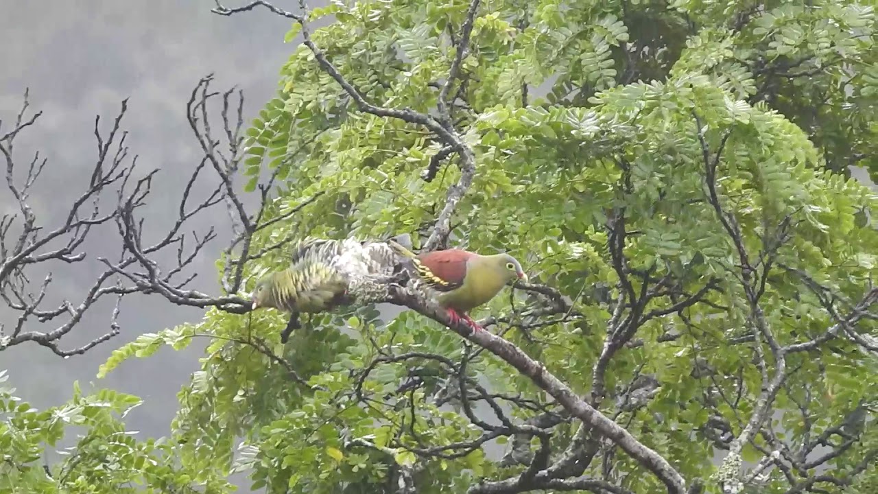 Thick billed green pigeon 