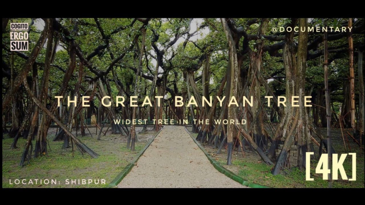  Giants of Nature: The Widest Tree in the World | Free Documentary Shorts #documentary
