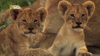 Les aventures des petits lions