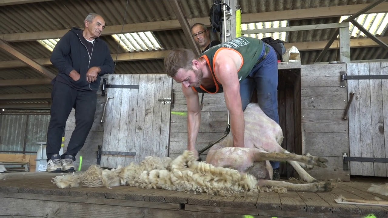 Entrainement de l'équipe de France de tonte de moutons 2019