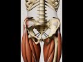 Pelvis Bone Repairing Process.@journeywithscience