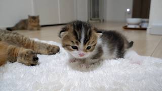 At last, the adventure of Nico the kitten has begun! by Tiny Kitten 24,787 views 2 days ago 3 minutes, 6 seconds