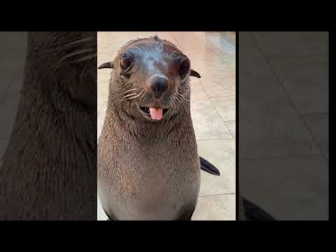 Cute Sea Lion Comes When Called || ViralHog