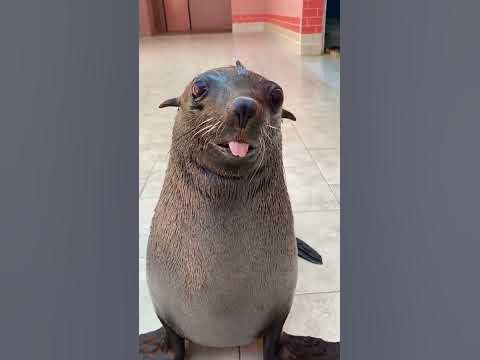 Cute Sea Lion Comes When Called || ViralHog - YouTube