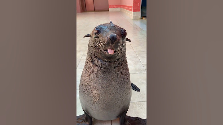 Cute Sea Lion Comes When Called || ViralHog