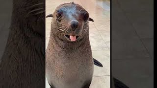 Cute Sea Lion Comes When Called || ViralHog
